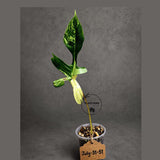 Variegated Philodendron Florida Beauty Live Plant (July-31-51-ER)