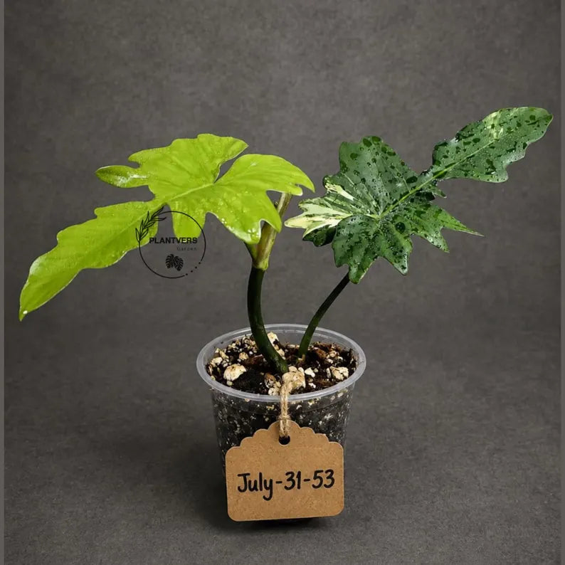 Philodendron Florida Beauty x Mayoi Low Variegated (July-31-53-ER)