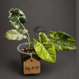 Philodendron Burle Marx White Snow Live Plant (July-31-57-ER)