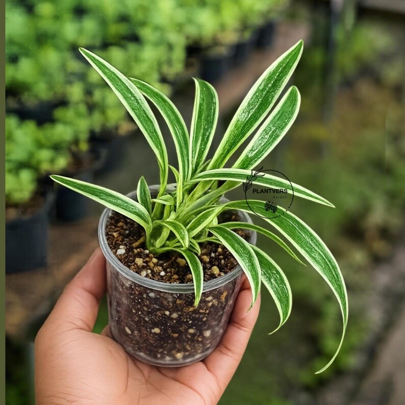 Reverse Spider Plant Live Plant in 3" Nursery Pot - Chlorophytum Comosum Reverse Variegated - Air Purifying Indoor Houseplant