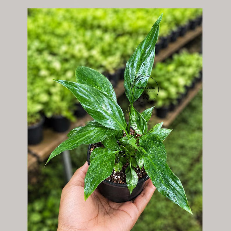 Variegated Peace Lily Live Plant in 4" Nursery Pot - Variegated Spathiphyllum - Rare Indoor Houseplant - Tropical Foliage Plant