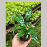 Variegated Peace Lily Live Plant in 4" Nursery Pot - Variegated Spathiphyllum - Rare Indoor Houseplant - Tropical Foliage Plant