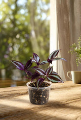 Purple Wandering Jew in 3" Nursery Pot - Tradescantia Plant - Wandering Dude Plant - Purple Heart Plant - Live Trailing Houseplant