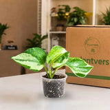 N'Joy Pothos Live Starter Plant in 2" Nursery Pot - Epipremnum Aureum N'Joy - Variegated Pothos - Indoor Houseplant