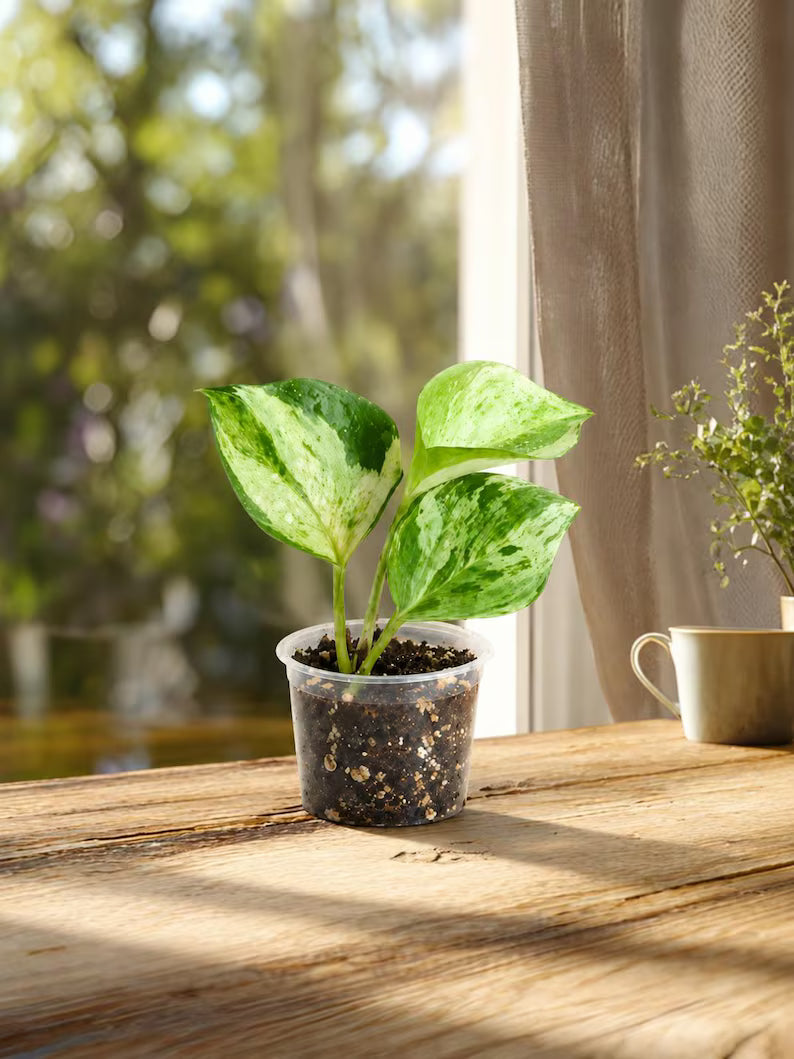 Syngonium Podophyllum Pixie 3" Pot - Mini Pixie Plant - Dwarf Syngonium - Arrowhead Plant - Live Indoor Plant