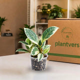 Ficus Tineke Clump Live Plant in 3" Nursery Pot - Variegated Rubber Tree - Ficus Elastica Tineke - Indoor Houseplant - Easy Care Plant