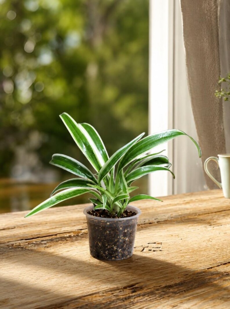 Reverse Spider Plant Live Plant in 3" Nursery Pot - Chlorophytum Comosum Reverse Variegated - Air Purifying Indoor Houseplant