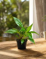 Variegated Peace Lily Live Plant in 4" Nursery Pot - Variegated Spathiphyllum - Rare Indoor Houseplant - Tropical Foliage Plant