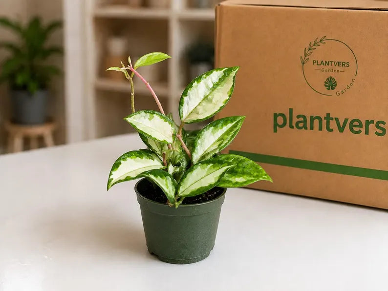 Hoya Carnosa Live Plant in 4" Nursery Pot - Wax Plant - Porcelain Flower - Easy Care Indoor Vining Houseplant - Pet Friendly