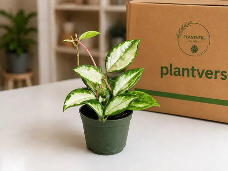 Hoya Carnosa Live Plant in 4" Nursery Pot - Wax Plant - Porcelain Flower - Easy Care Indoor Vining Houseplant - Pet Friendly