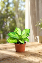 Hoya Australis in 2” Nursery Pot - Wax Plant Indoor Vine - Easy Care Hoya Houseplant - Live Tropical Plant - Plant Lover Gift