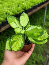 Hoya Australis in 2” Nursery Pot - Wax Plant Indoor Vine - Easy Care Hoya Houseplant - Live Tropical Plant - Plant Lover Gift