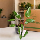 Philodendron Pink Princess in 4" Pot - Variegated Live Pink Princess Marble - Rare Collector Plant - Beginners Plant- Non-Exact