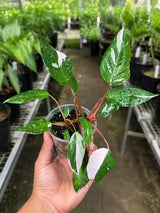 Philodendron Pink Princess in 4" Pot - Variegated Live Pink Princess Marble - Rare Collector Plant - Beginners Plant- Non-Exact
