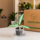 Aglaonema White Rain Live Plant in 3" Nursery Pot - Chinese Evergreen Houseplant - Easy Care Indoor Plant - Air Purifying Home Decor