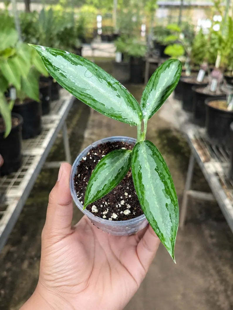 Aglaonema White Rain Live Plant in 3" Nursery Pot - Chinese Evergreen Houseplant - Easy Care Indoor Plant - Air Purifying Home Decor