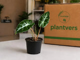 Alocasia Bambino Live Plant in 3" Nursery Pot - African Mask Plant - Dwarf Alocasia - Tropical Indoor Houseplant - Easy Care Aroid