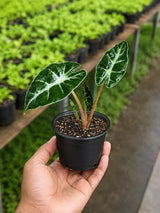 Alocasia Bambino Live Plant in 3" Nursery Pot - African Mask Plant - Dwarf Alocasia - Tropical Indoor Houseplant - Easy Care Aroid
