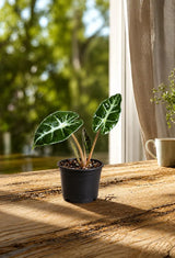 Alocasia Bambino Live Plant in 3" Nursery Pot - African Mask Plant - Dwarf Alocasia - Tropical Indoor Houseplant - Easy Care Aroid