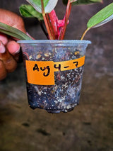 Philodendron Pink Princess Tricolor (Aug-4-7)