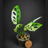Variegated Monstera Adansonii Albo Plant - Rare Swiss Cheese (Aug-4-30-ER)