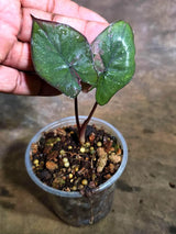 Alocasia Serendipity Pink Variegated (Aug-4-8)