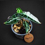 Alocasia Bambino Albo Variegated Live Plant (Aug-4-1-ER)