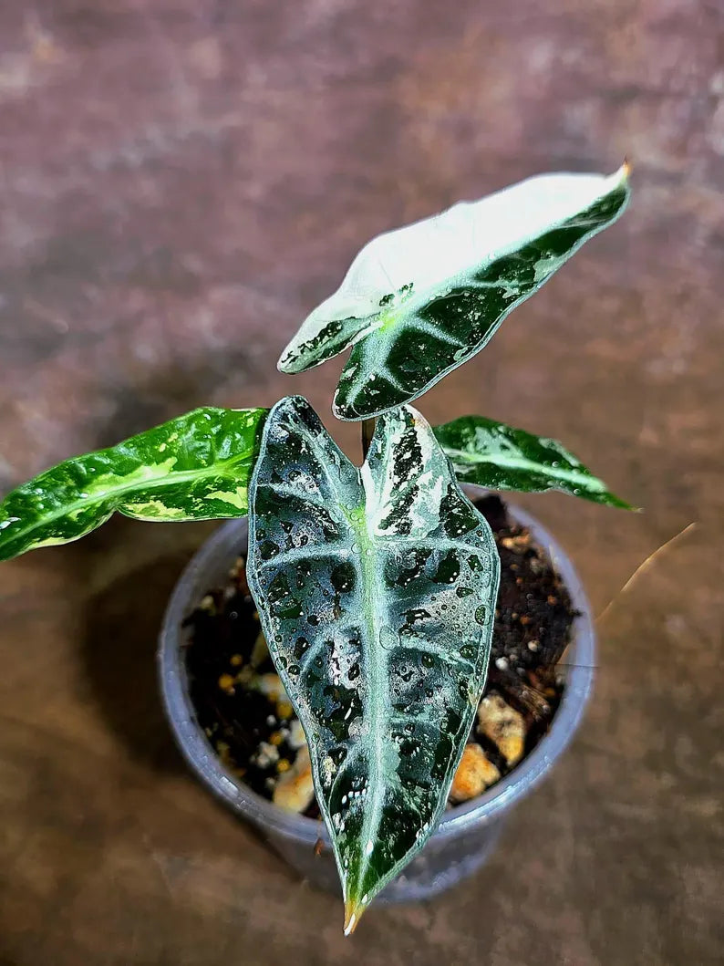 Alocasia Bambino Albo Variegated Live Plant (Aug-4-1-ER)