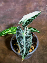 Alocasia Bambino Albo Variegated Live Plant (Aug-4-1-ER)