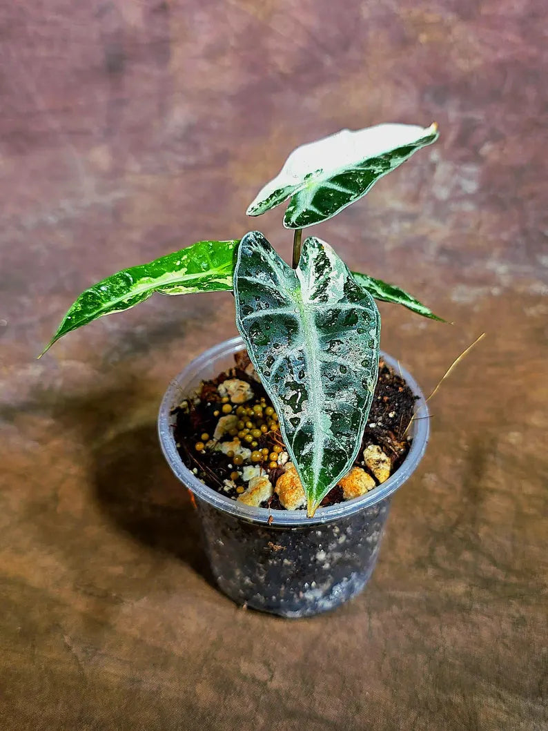 Alocasia Bambino Albo Variegated Live Plant (Aug-4-1-ER)