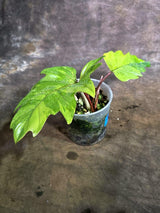 Variegated Philodendron Mayoi - Fern Leaf Philodendron (Aug-4-28-ER)