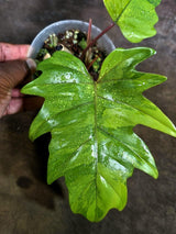 Variegated Philodendron Mayoi - Fern Leaf Philodendron (Aug-4-28-ER)