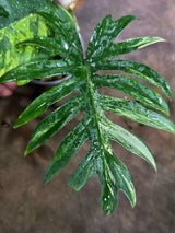 Variegated Philodendron Mayoi - Fern Leaf Philodendron (Aug-4-29-ER)