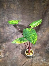 Alocasia Plumbea Nigra Aurea Live Plant (Aug-4-10)