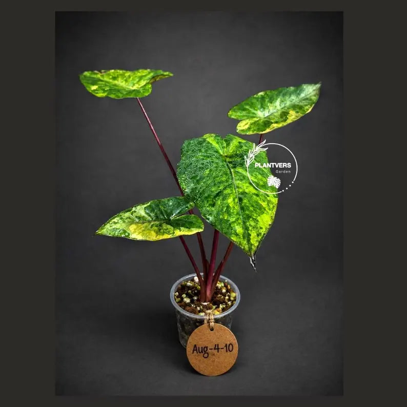 Alocasia Plumbea Nigra Aurea Live Plant (Aug-4-10)