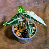 Alocasia Bambino Albo Variegated Live Plant (Aug-4-1-ER)