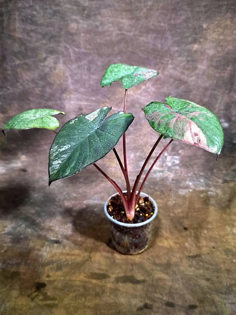 Alocasia Serendipity Pink Variegated (Aug-4-12-ER)
