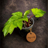 Variegated Philodendron Mayoi - Fern Leaf Philodendron (Aug-4-28-ER)