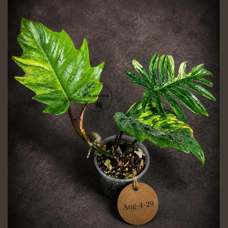 Variegated Philodendron Mayoi - Fern Leaf Philodendron (Aug-4-29-ER)