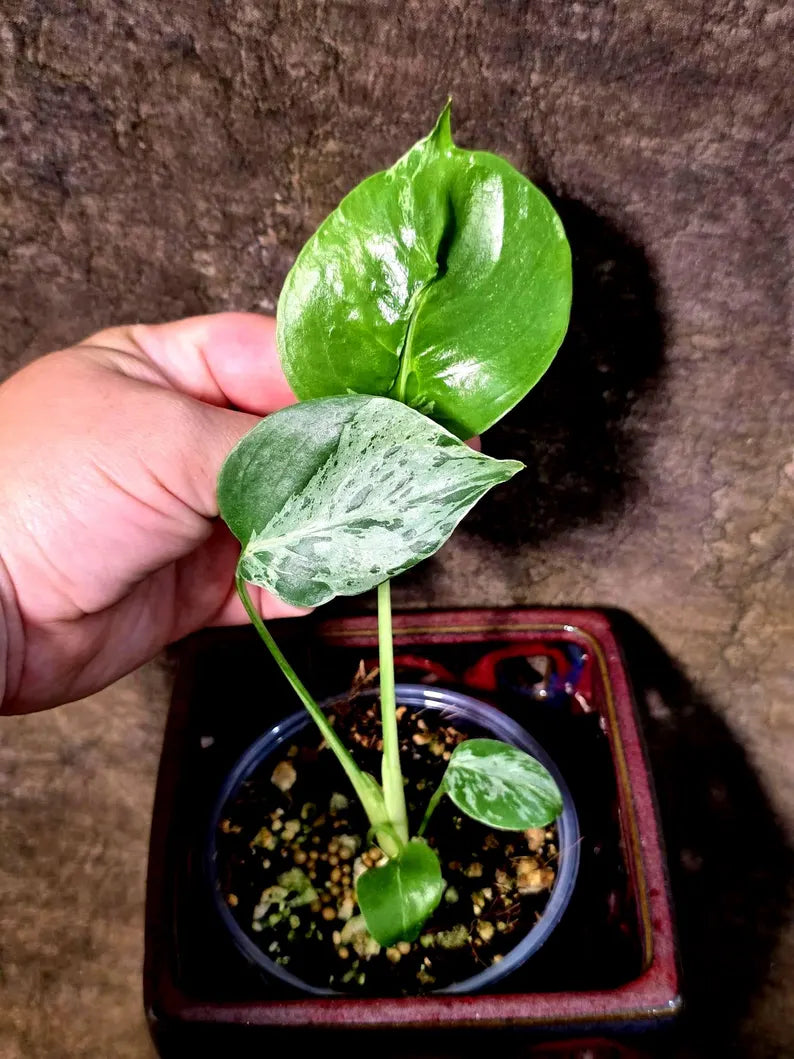 Rare Monstera Bulbasaur Variegated - Exact Plant - (July-24-25)