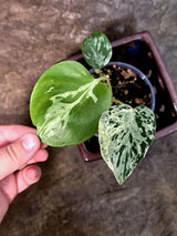 Rare Monstera Bulbasaur Variegated - Exact Plant - (July-24-26-ER)