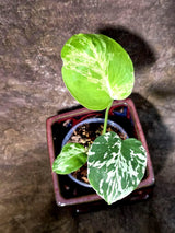 Rare Monstera Bulbasaur Variegated - Exact Plant - (July-24-27-ER)