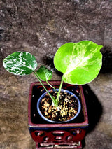 Rare Monstera Bulbasaur Variegated - Exact Plant - (July-24-27-ER)