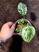Rare Monstera Bulbasaur Variegated - Exact Plant - (July-24-28-ER)