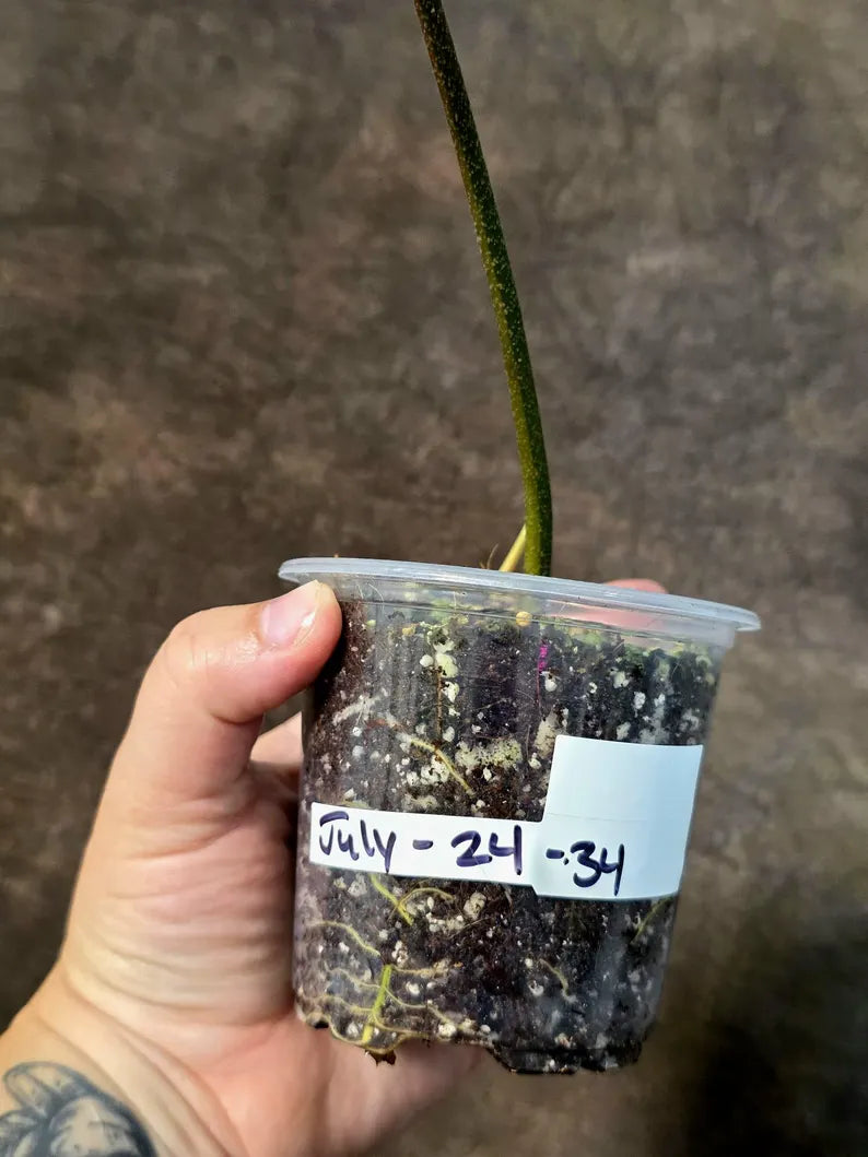 Variegated Philodendron Florida Beauty - (July-24-34)