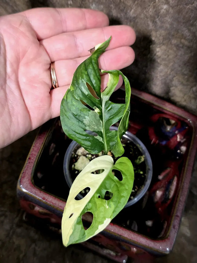 Variegated Monstera Adansonii Albo Live Plant - (July-24-41)