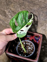 Variegated Monstera Adansonii Albo Live Plant - (July-24-40)