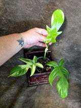 Variegated Philodendron Florida Beauty - Rare Collector Plant (July-24-37)