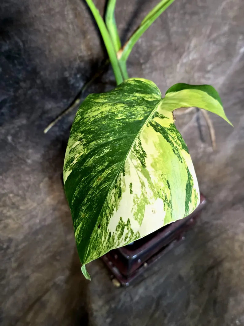 Monstera Aurea Variegated Plant - Exact Rare Tropical Aroids (July-24-42)