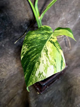Monstera Aurea Variegated Plant - Exact Rare Tropical Aroids (July-24-42)
